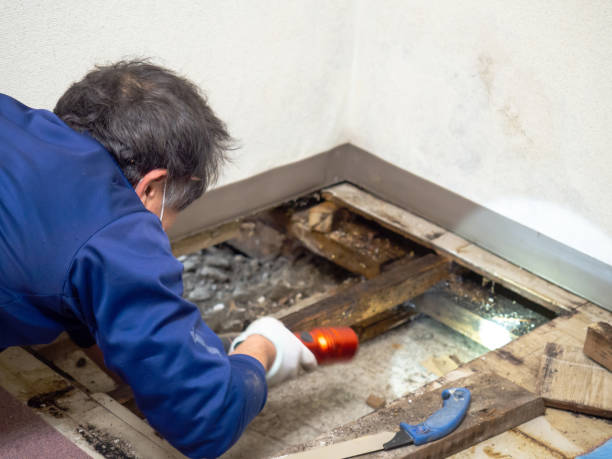Best Commercial Mold Removal  in Chain Lake, WA