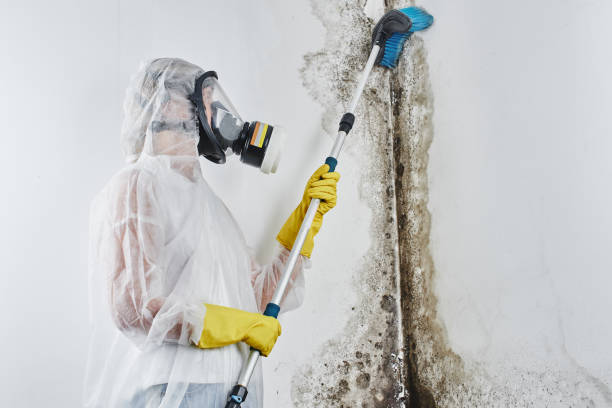Best Mold Damage Repair  in Chain Lake, WA