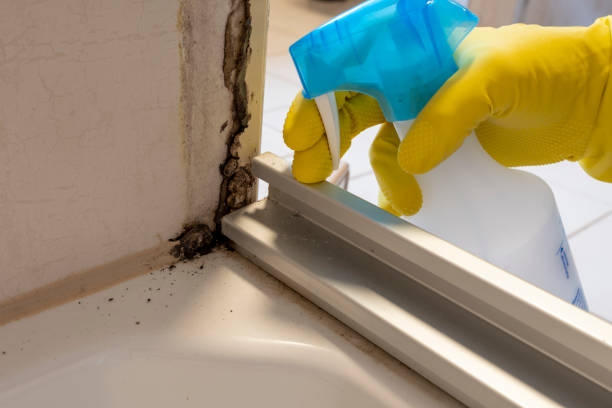 Best Mold Remediation  in Chain Lake, WA