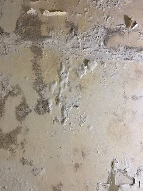 Best Residential Mold Removal  in Chain Lake, WA