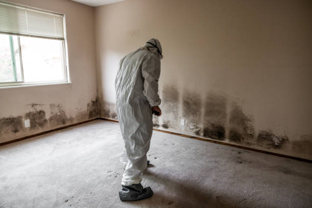 Home Mold Removal in Chain Lake, WA