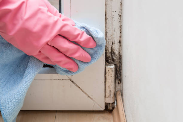 Professional Mold Removal in Chain Lake, WA
