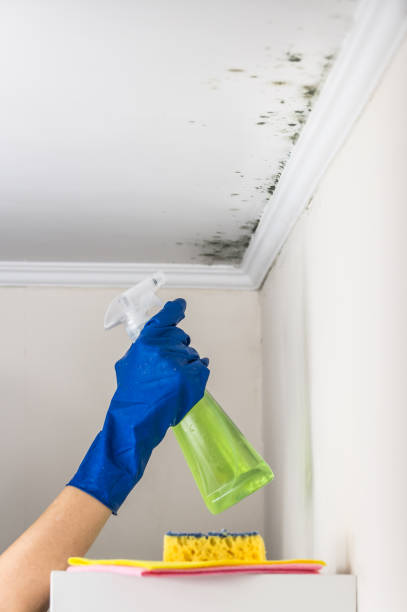 Best Mold Testing  in Chain Lake, WA